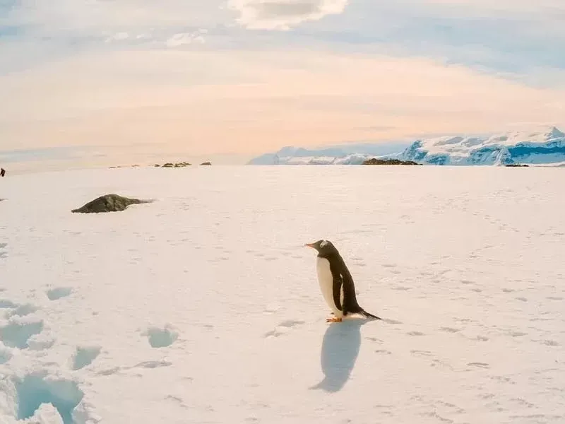 Penguin species of Antarctica