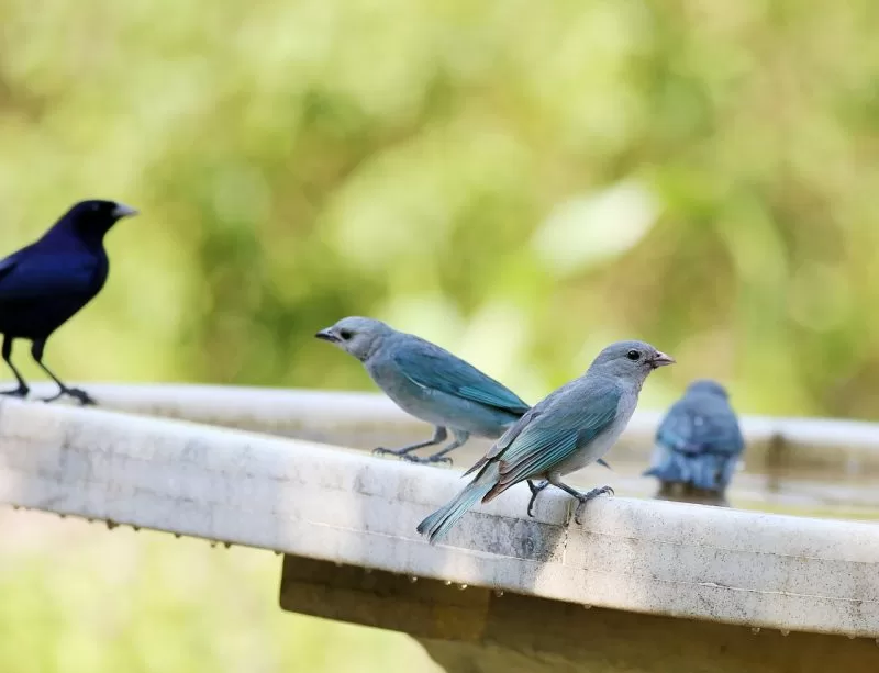 Blue-gray tanager birds quenching their thirst
