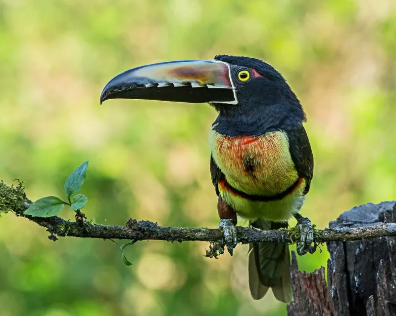 Witness the vibrant Collared Aracari, a jewel among the famous birds of Costa Rica, showcasing its stunning plumage and beak