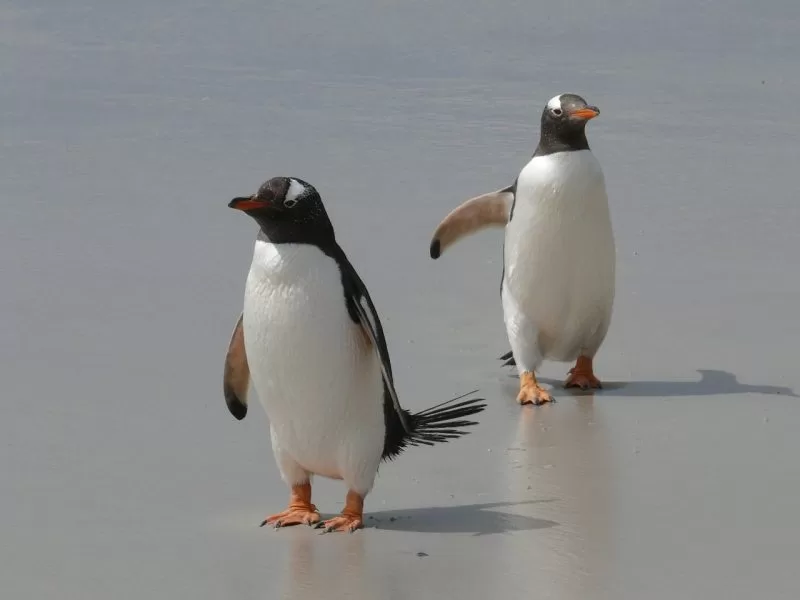 Gentoo penguins have a distinct white patch over their eyes