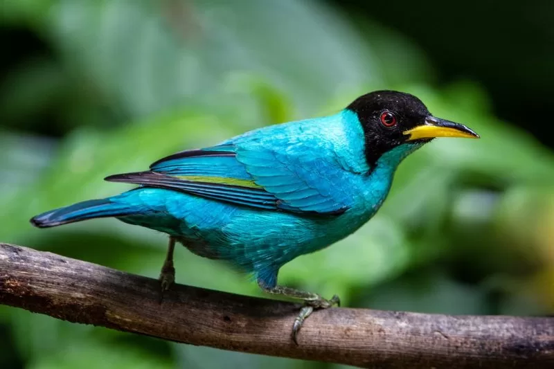 A small green honeycreeper perched upon a branch