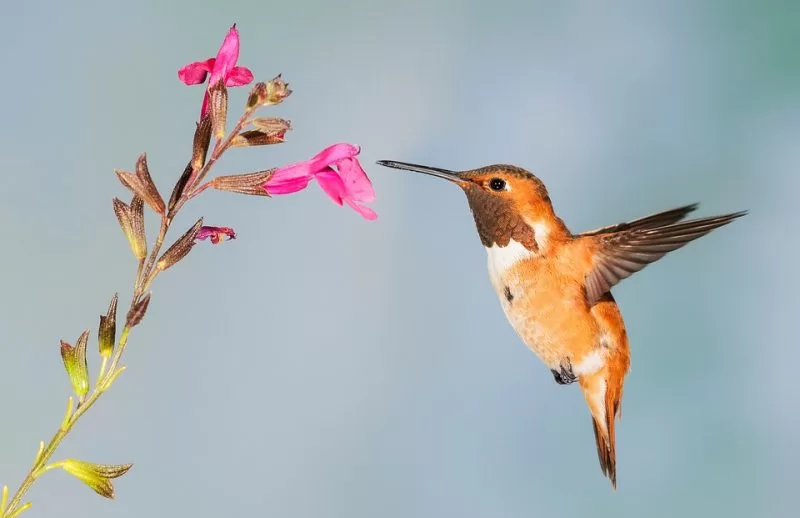 A Rufous hummingbird visits a flower