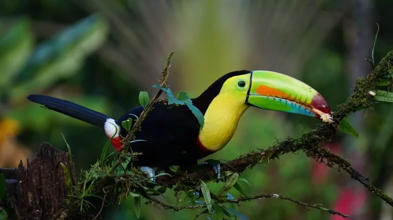 A keel-billed toucan in Costa Rica's rainforest