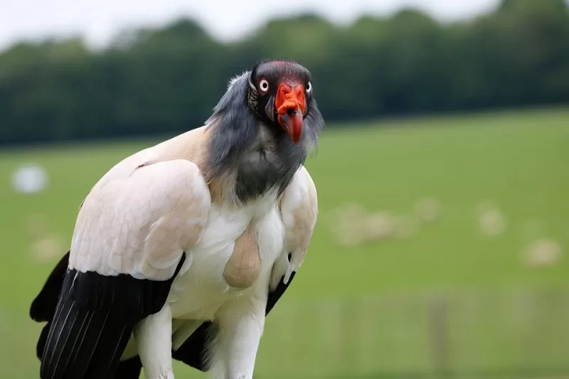 The unique king vulture