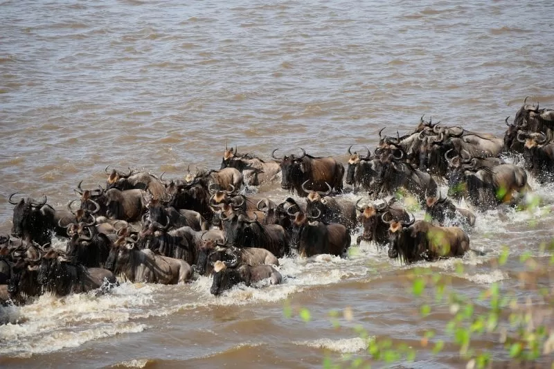 Wildebeests crossing the Mara river, Seasons of masai mara