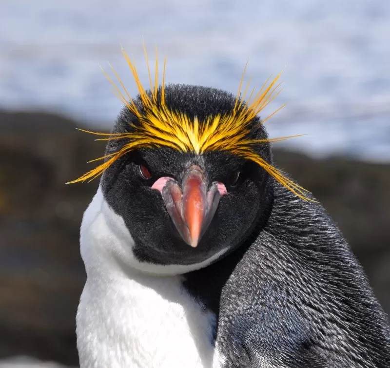 The eccentric Marconi penguin