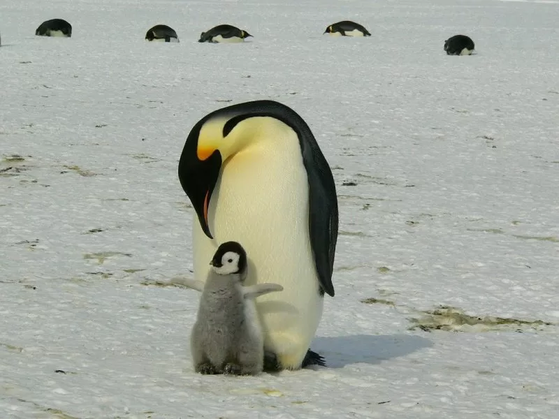 An Emperor penguin with a chick