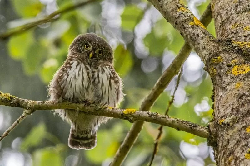 A pygmy owl sitting atop a tree