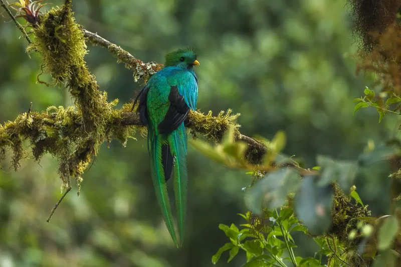 A male resplendent quetzal