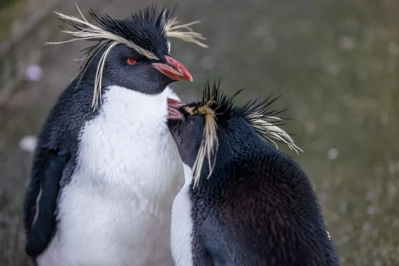 Northern Rockhopper penguins
