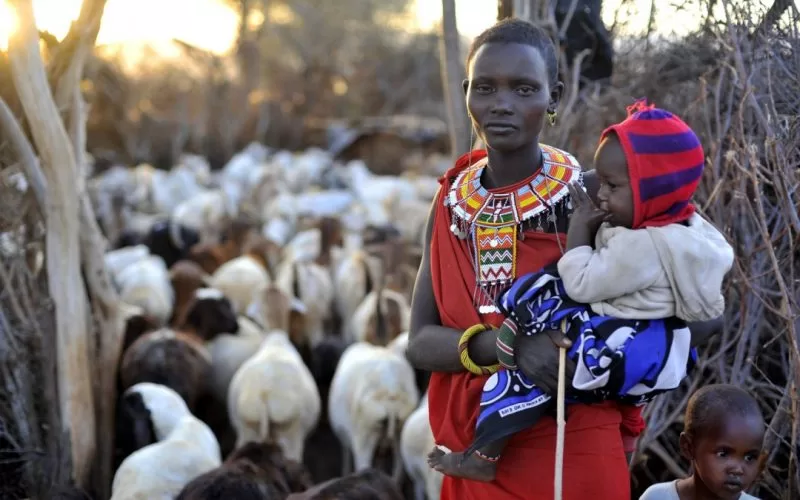 A Samburu woman looks after the cattle