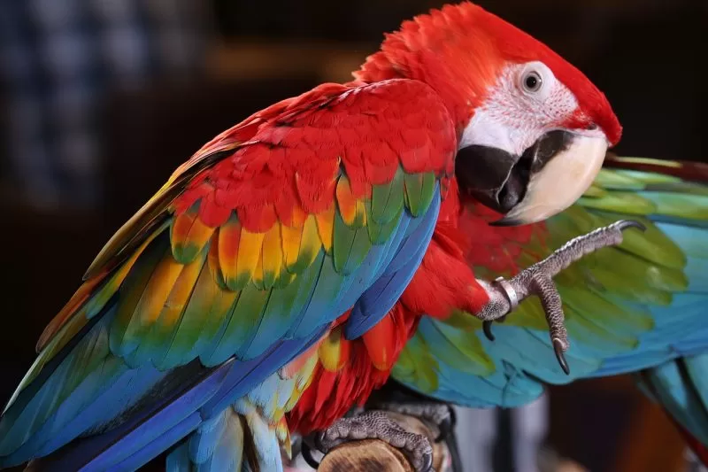 The dynamic scarlet macaw of Costa Rica