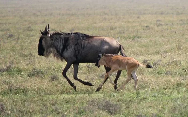 A wildebeest and its calf, Seasons of masai mara
