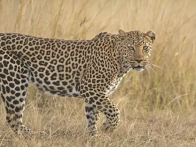Best places for leopard in Africa