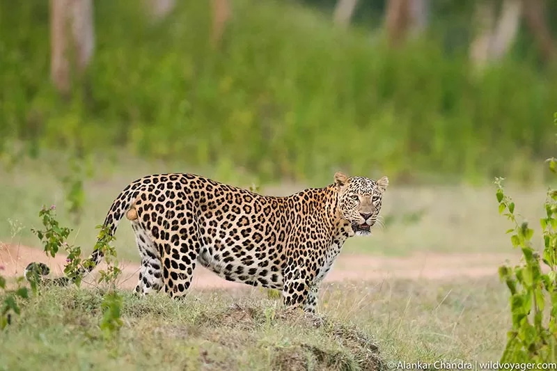 Leopard of Bandipur