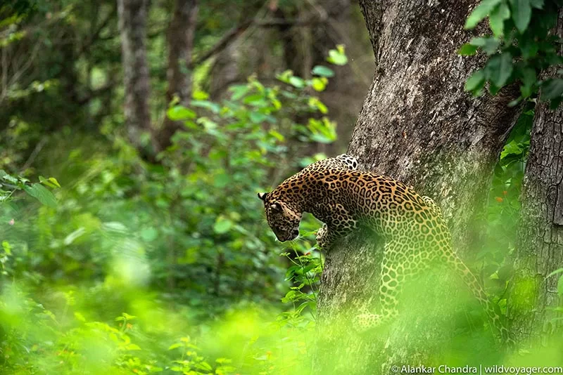 Leopard of Kabini