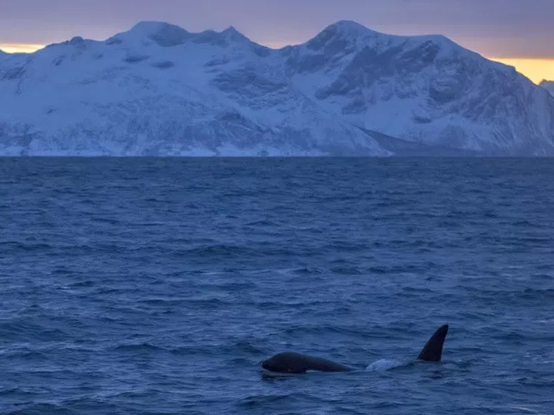 Top places for whale cruise