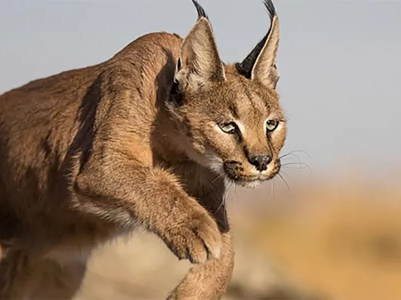 All about caracals