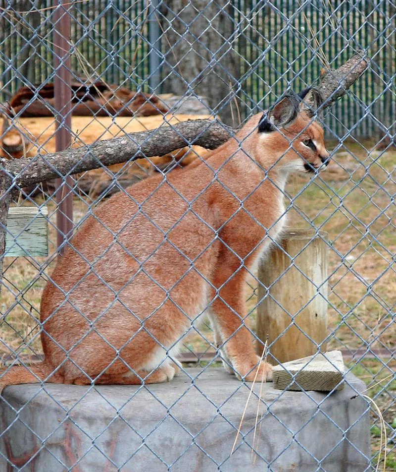 All about caracals