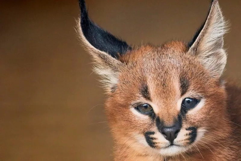 A caracal kitten