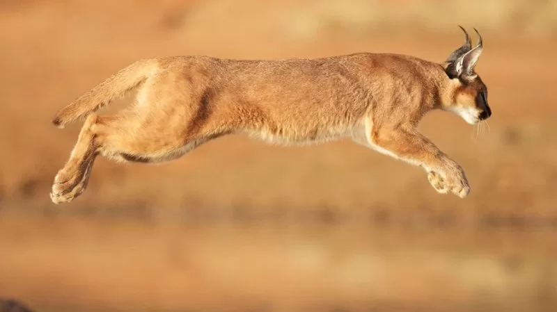 A caracal leaping in the air