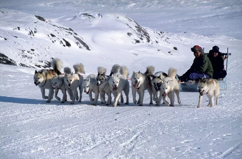 Dog sledding in Greenland