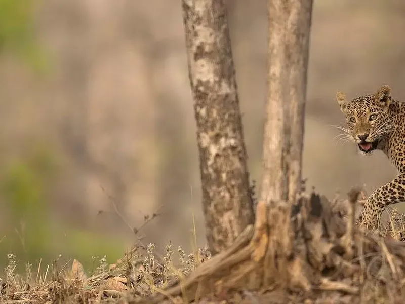 Best places for leopard in India