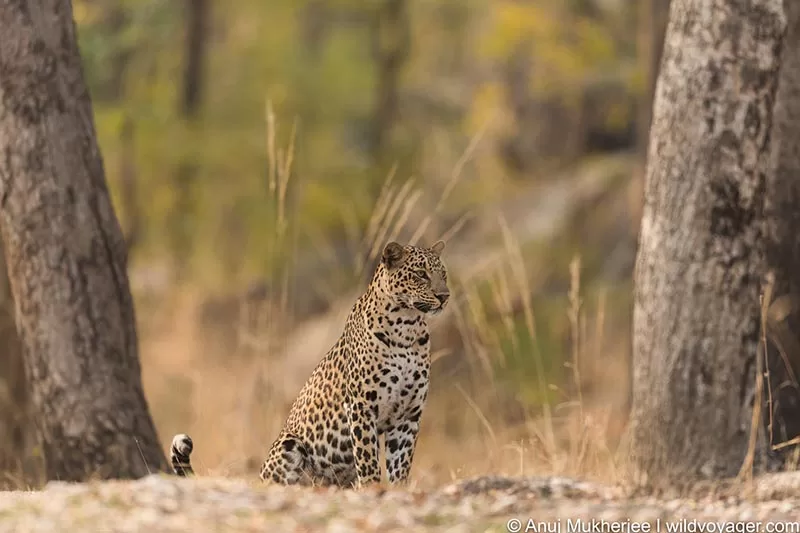 Leopard of Pench