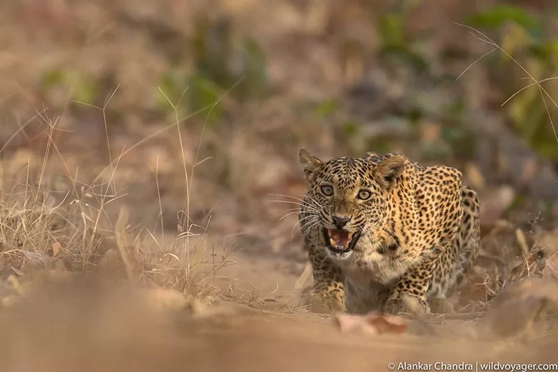 Leopard of Satpura