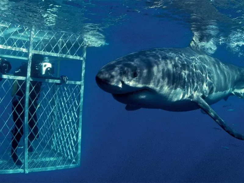 Shark cage diving in South Africa