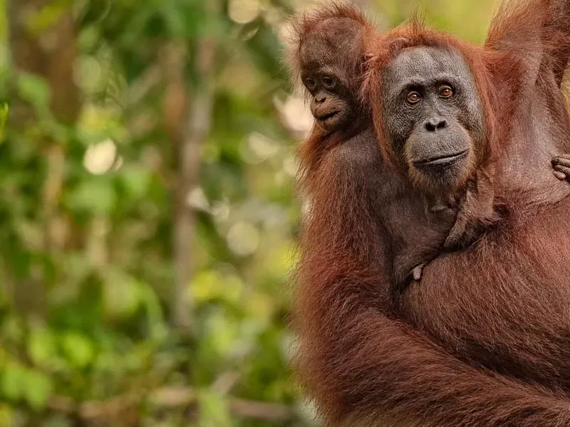 Where to find Orangutans in Borneo