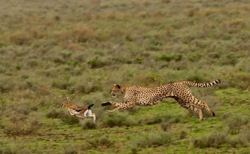 A Cheetah hunts down a prey