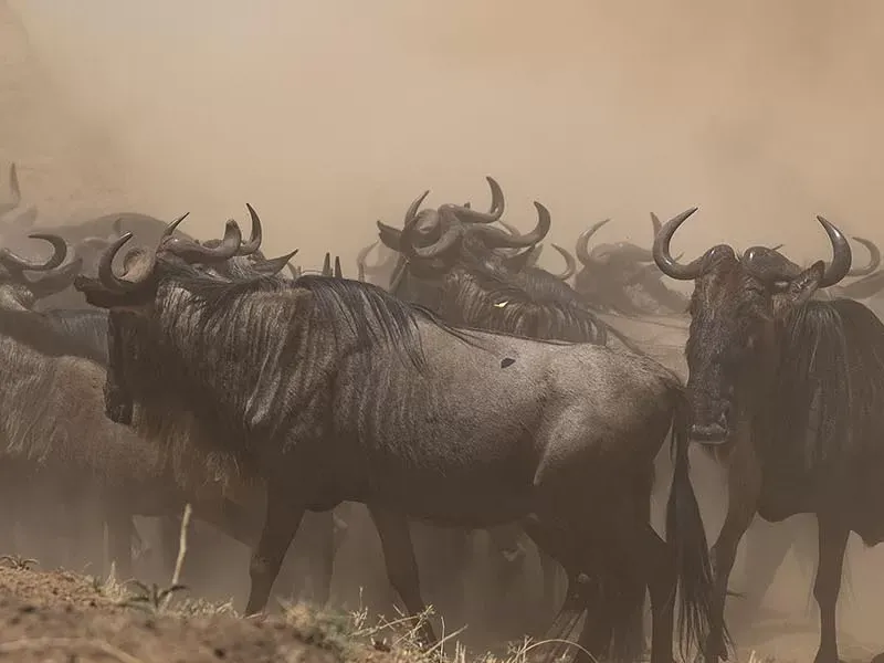 The Great Migration explained