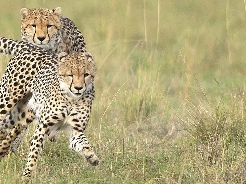 Best places for cheetahs in Africa