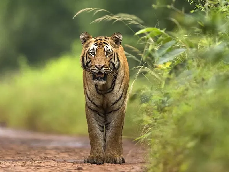 Ten lesser known tiger parks of India