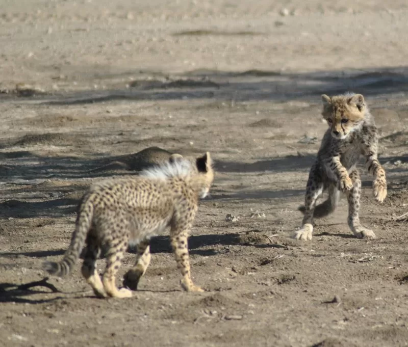 Cheetah cubs spotted playing at Serengeti National Park