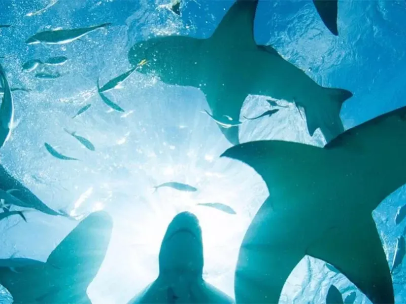 Top shark diving sites in the world