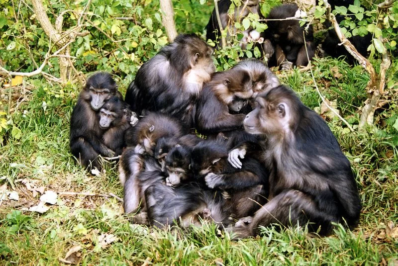 A group of tonkean macaque