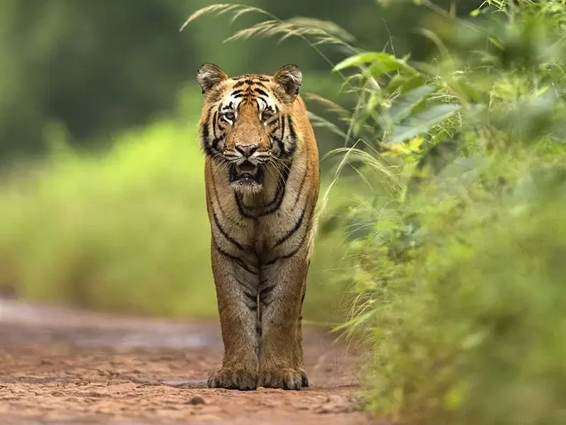 Tiger families of Tadoba National Park
