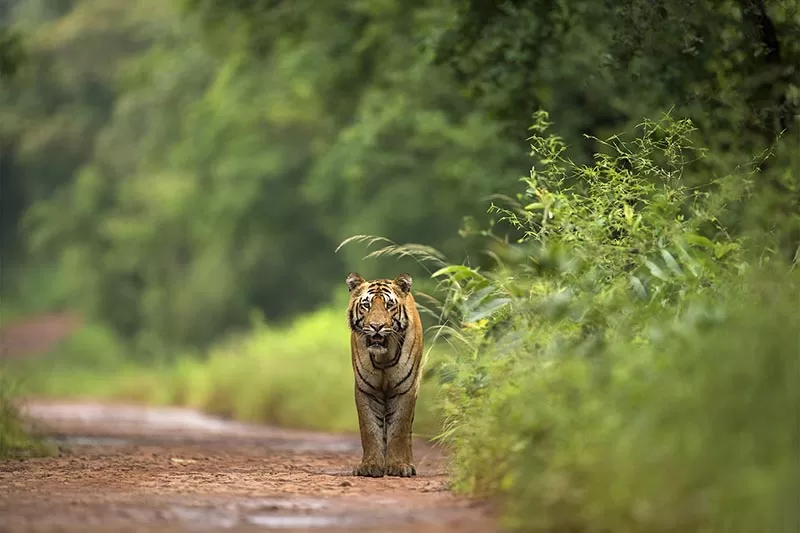 Tiger in a forest