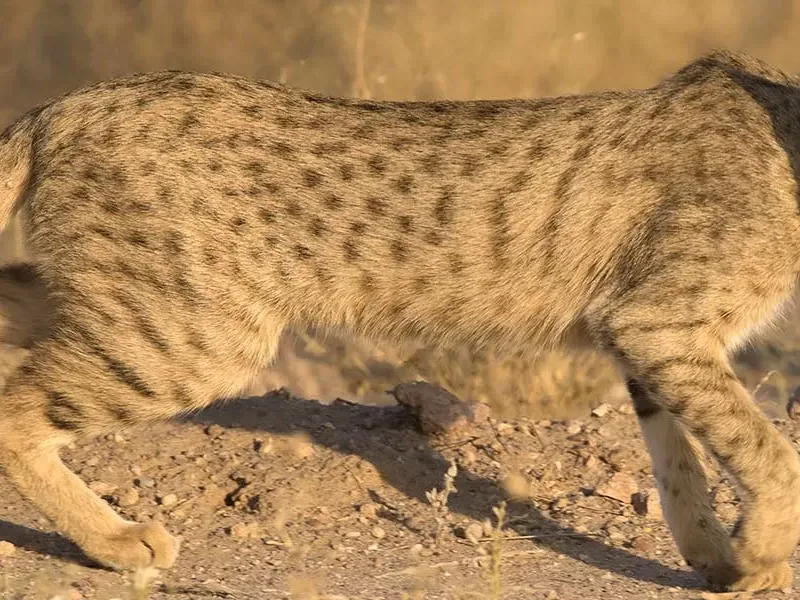 Small cat species of India