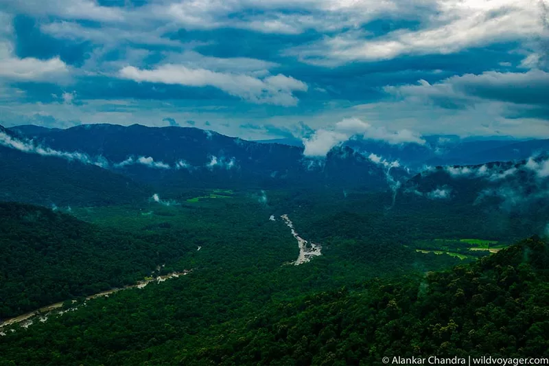 A forest of south india
