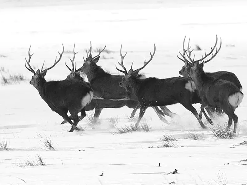 How Animals Choose Their Leaders