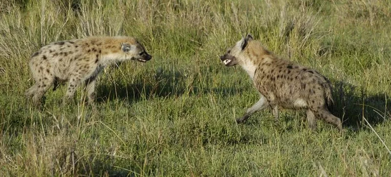 A standoff between two alpha female hyenas