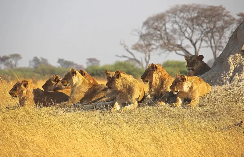 Lionesses in a pride