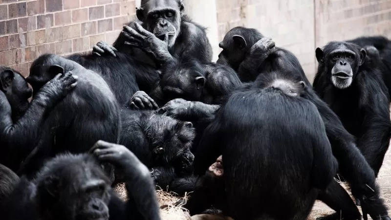 A chimpanzee society