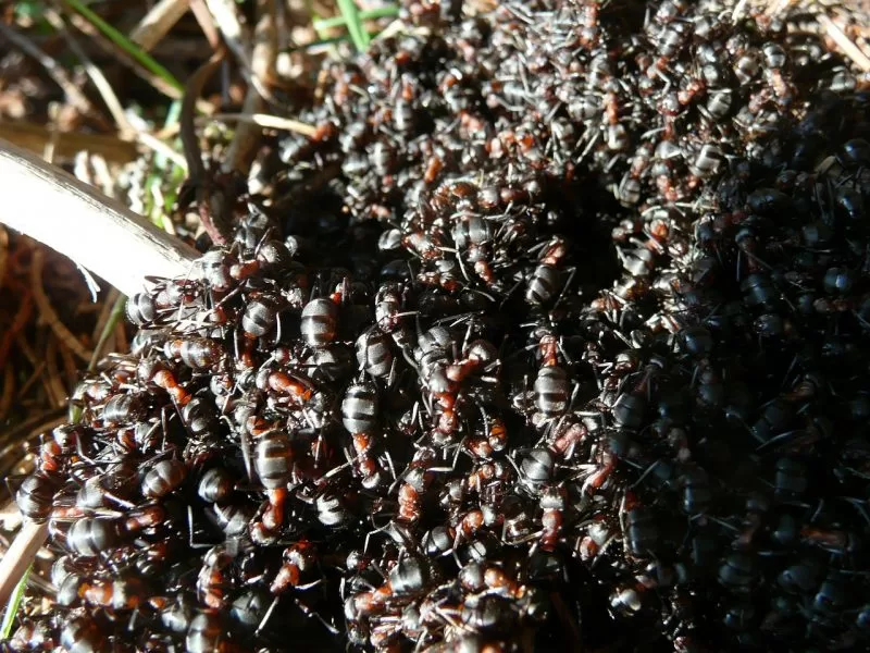 A queen ant is the founder of the colony