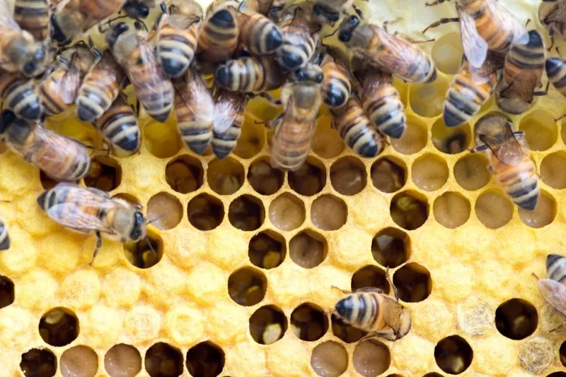 Larvae separated in a bee hive