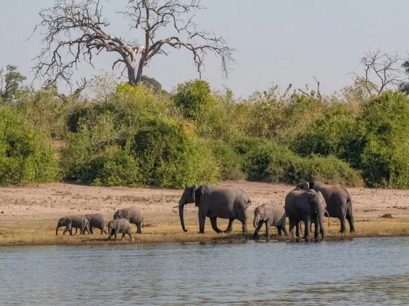 A female herd at Chobe River, Botswana 