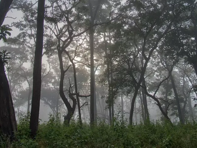 10 reasons to opt for forest vacations